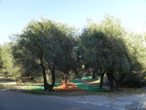 Olivenernte im Cilento