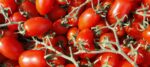 Nichts geht über den Geschmack süditalienischer Tomaten
